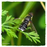 Bee fly (<em>Villa</em> sp.)