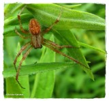 Spotted orb-weaver (<em>Neoscona</em>), male
