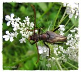Longhorn beetle (<em>Bellamira scalaris</em>)