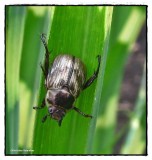 Oriental beetle (<em>Anomala orientalis</em>)
