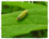 Leafhopper (<em>Diplocolenus</em> sp.)