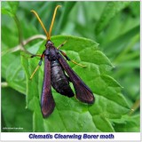 Clematis  clearwing borer moth (<em>Alcathoe caudata</em>), female, #2623