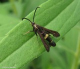 Boneset borer moth (<em>Carmenta pyralidiformis</em>), #2608