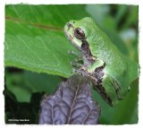 Grey treefrog (<em>Hyla versicolor</em>)