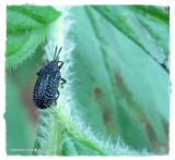 Leaf beetle (<em>Microrhopala excavata</em>)