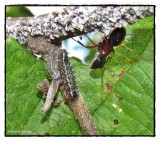 Harvester butterfly larvae (<em>Feniseca tarquinius</em>)