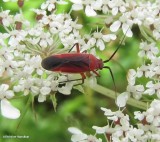 Plant bug (<em>Lopidea</em>)