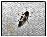 False darkling beetle (<em>Dircaea liturata</em>)