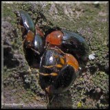 Pleasing fungus beetles (<em>Triplax</em>)