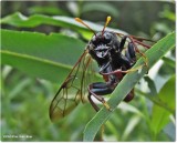 Elm sawfly (<em>Cimbex americana</em>), male