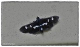 Grape-leaf folder moth (<em>Desmia funeralis</em>), #5159