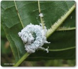 Woolly Alder sawfly larva (<em>Eriocampa ovata</em>)