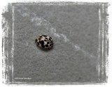 Twenty-spotted ladybeetle (<em>Psyllobora  vigintimaculata</em>)