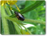 Ground beetle (<em>Lebia</em> sp.)