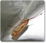 Caddisflies (Order: Trichoptera)