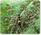 Aphids, hover fly larvae, and ant