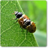 Variegated ladybeetles (<em>Hippodamia variegata</em>)