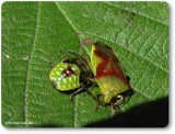 Red-cross stink bug (<em>Elasmostethus cruciatus</em>), adult and nymph