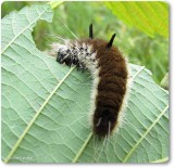 Fingered dagger moth caterpillar (<em>Acronicta dactylina</em>), #9203