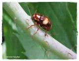 Case-bearing leaf beetle, possibly (<em>Bassareus</em>) sp.