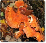 Chicken-of-the-woods (Laetiporus sulphureus)