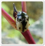 Calligrapha beetle (<em>Calligrapha rowena</em>)