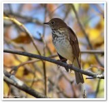 Hermit thrush