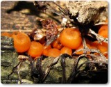 Mushrooms