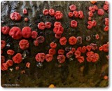 Peniophora rufa