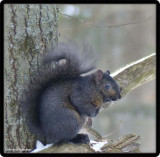 Grey squirrel (black phase)
