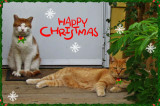 Happy Christmas!