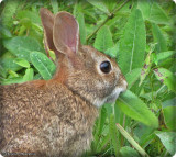 Eastern cottontail rabbit  (<em>Sylvilagus floridanus</em>)