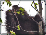 Snacking on fresh green leaves