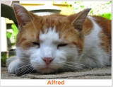 Alfred