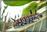 Fingered dagger moth caterpillar (<em>Acronicta dactylina</em>), #9203