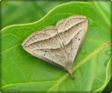 Slant-lined owlet moth (<em>Macrochilo absorptalis</em>), #8357