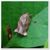 Oblique-banded leafroller (Choristoneura rosaceana), #3635