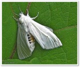 Virginian tiger moth (<em>Spilosoma virginica</em>)  #8137