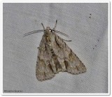 Ochre dagger (Acronicta morula), #9236
