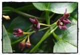 Black swallowwort  (<em>Vincetoxicum nigrum</em>)