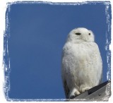 Snowy Owl