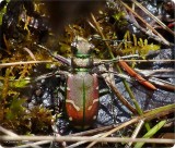Green-margined tiger beetle (<em>Cicindela limbalis</em>)