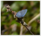 Northern spring azure butterfly  (<em>Celastrina lucia</em>)
