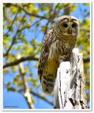 Barred owl