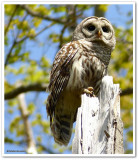 Barred owl
