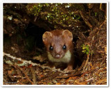Short-tailed weasel/Ermine (<em>Mustela erminea</em>)