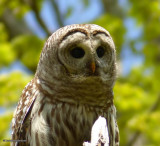 Barred owl