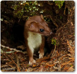 Short-tailed weasel/Ermine (<em>Mustela erminea</em>)