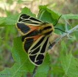 Nais tiger moth  (<em>Apantesis nais</em>), #8171