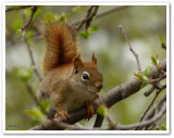 Red squirrel